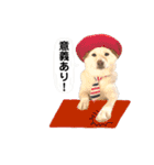 柴犬のみんな（個別スタンプ：1）