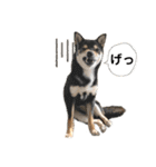 柴犬のみんな（個別スタンプ：12）