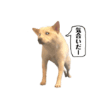 柴犬のみんな（個別スタンプ：15）