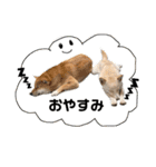 柴犬のみんな（個別スタンプ：19）