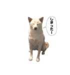 柴犬のみんな（個別スタンプ：20）