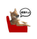 柴犬のみんな（個別スタンプ：26）