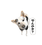 柴犬のみんな（個別スタンプ：27）