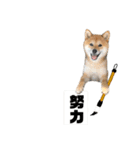 柴犬のみんな（個別スタンプ：29）