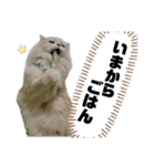 豆太とマフィンの日常スタンプ（個別スタンプ：18）
