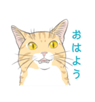 いつも猫と（個別スタンプ：6）