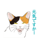 いつも猫と（個別スタンプ：19）