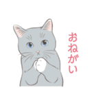 いつも猫と（個別スタンプ：28）