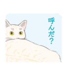 いつも猫と（個別スタンプ：33）