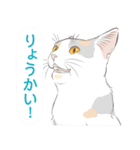 いつも猫と（個別スタンプ：38）