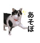 小田家の猫（個別スタンプ：3）