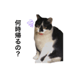 小田家の猫（個別スタンプ：6）