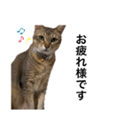 小田家の猫（個別スタンプ：9）