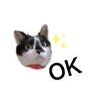 小田家の猫（個別スタンプ：11）