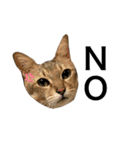 小田家の猫（個別スタンプ：12）