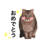 小田家の猫（個別スタンプ：14）