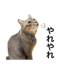 小田家の猫（個別スタンプ：21）