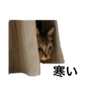小田家の猫（個別スタンプ：22）