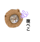 小田家の猫（個別スタンプ：24）