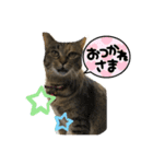 あんずちゃん 1（個別スタンプ：7）