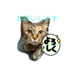 あんずちゃん 2（個別スタンプ：8）