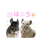 ベッカム＆ととの日常スタンプ♡（個別スタンプ：1）