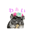 ベッカム＆ととの日常スタンプ♡（個別スタンプ：24）