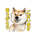 柴犬こまめ（よく使う言葉 Vol.1）（個別スタンプ：1）