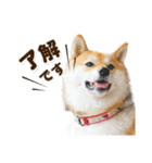 柴犬こまめ（よく使う言葉 Vol.1）（個別スタンプ：2）