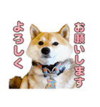 柴犬こまめ（よく使う言葉 Vol.1）（個別スタンプ：3）