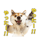 柴犬こまめ（よく使う言葉 Vol.1）（個別スタンプ：4）