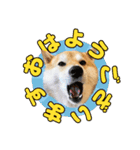 柴犬こまめ（よく使う言葉 Vol.1）（個別スタンプ：5）