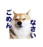 柴犬こまめ（よく使う言葉 Vol.1）（個別スタンプ：7）