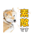 柴犬こまめ（よく使う言葉 Vol.1）（個別スタンプ：11）