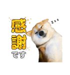 柴犬こまめ（よく使う言葉 Vol.1）（個別スタンプ：12）