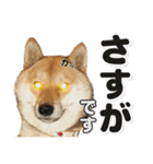 柴犬こまめ（よく使う言葉 Vol.1）（個別スタンプ：15）