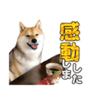 柴犬こまめ（よく使う言葉 Vol.1）（個別スタンプ：16）