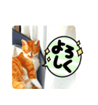 きよみ猫（個別スタンプ：4）