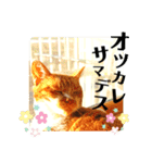 きよみ猫（個別スタンプ：10）