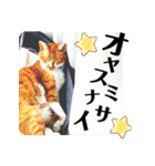 きよみ猫（個別スタンプ：12）