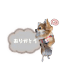 ぼく、りるくん。（個別スタンプ：7）