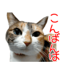 三毛猫みーにゃ基本のご挨拶（個別スタンプ：3）