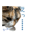 三毛猫みーにゃ基本のご挨拶（個別スタンプ：8）