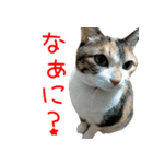 三毛猫みーにゃ基本のご挨拶（個別スタンプ：10）