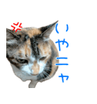 三毛猫みーにゃ基本のご挨拶（個別スタンプ：12）