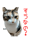 三毛猫みーにゃ基本のご挨拶（個別スタンプ：14）