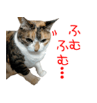 三毛猫みーにゃ基本のご挨拶（個別スタンプ：15）