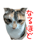 三毛猫みーにゃ基本のご挨拶（個別スタンプ：16）