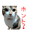 三毛猫みーにゃ基本のご挨拶（個別スタンプ：17）