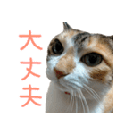 三毛猫みーにゃ基本のご挨拶（個別スタンプ：18）